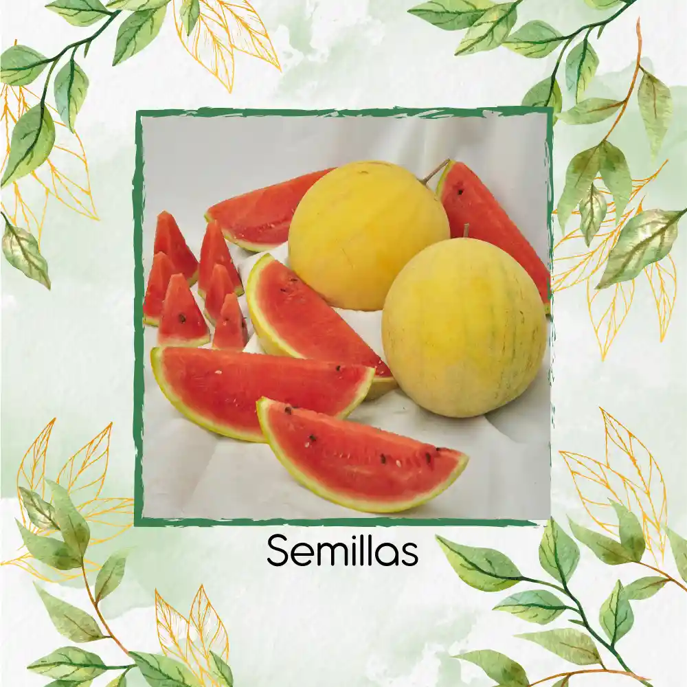 360 Semillas Orgánicas De Sandía Baby Dorada