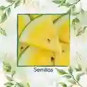 10 Semillas Orgánicas De Sandía Pulpa Amarilla Moon & Stars