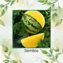 10 Semillas Orgánicas De Sandía Pulpa Amarilla Moon & Stars