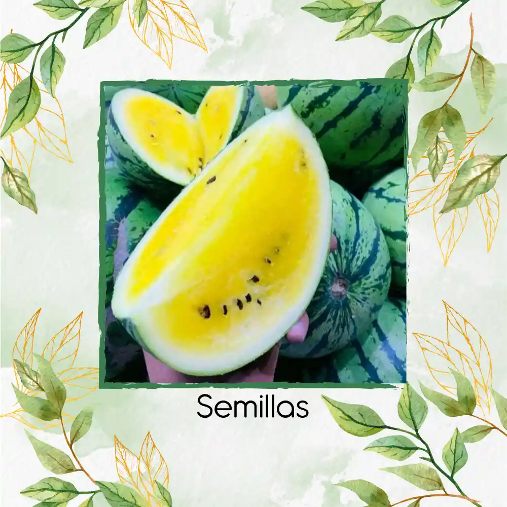 10 Semillas Orgánicas De Sandía Pulpa Amarilla Moon & Stars