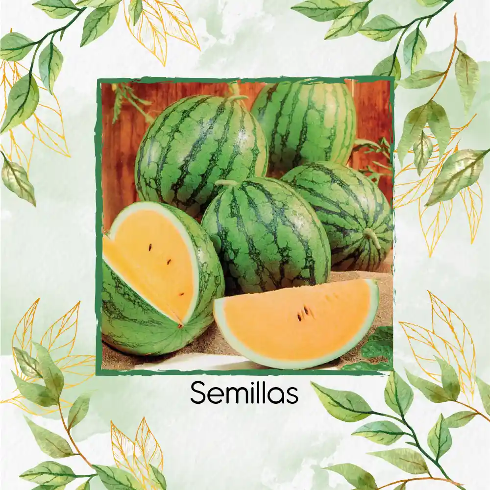 18 Semillas Orgánicas De Sandía Tierna Naranja