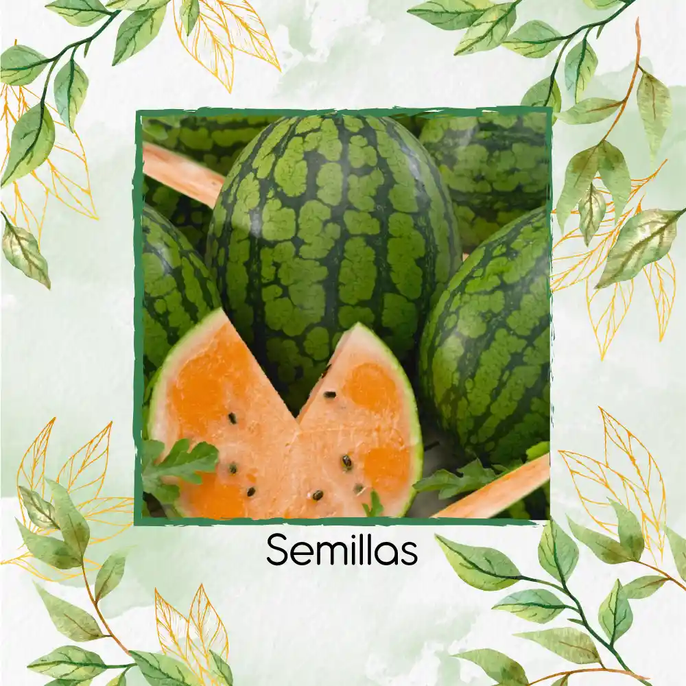 18 Semillas Orgánicas De Sandía Tierna Naranja