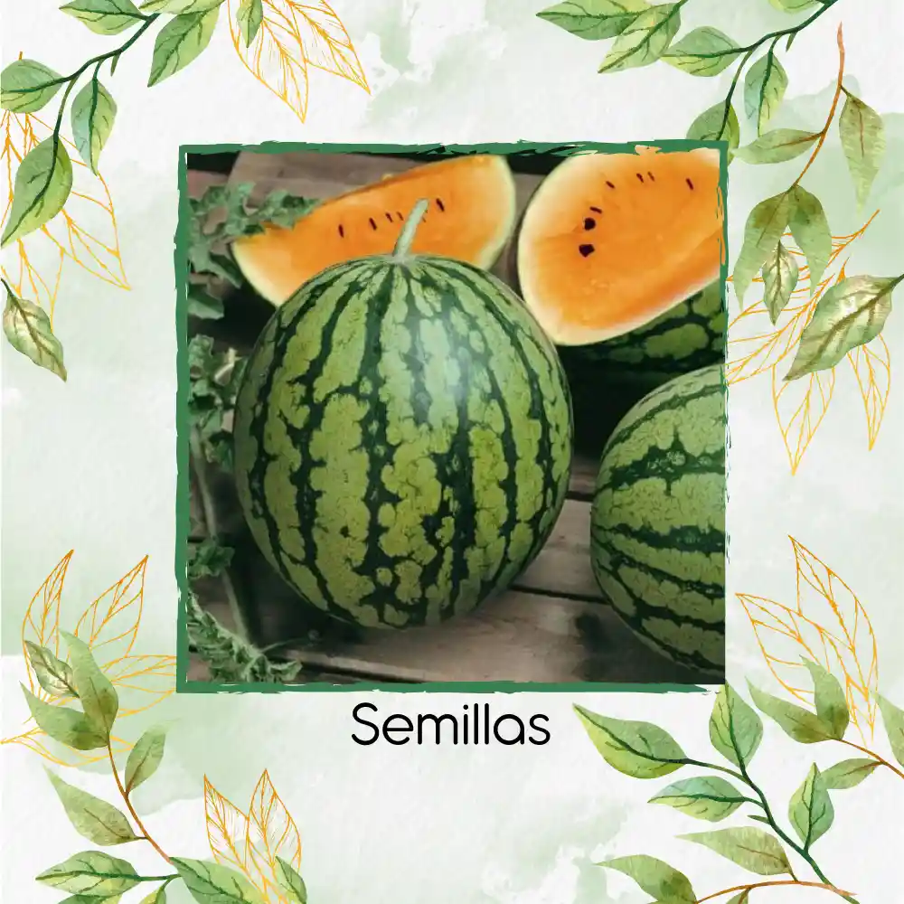 18 Semillas Orgánicas De Sandía Tierna Naranja