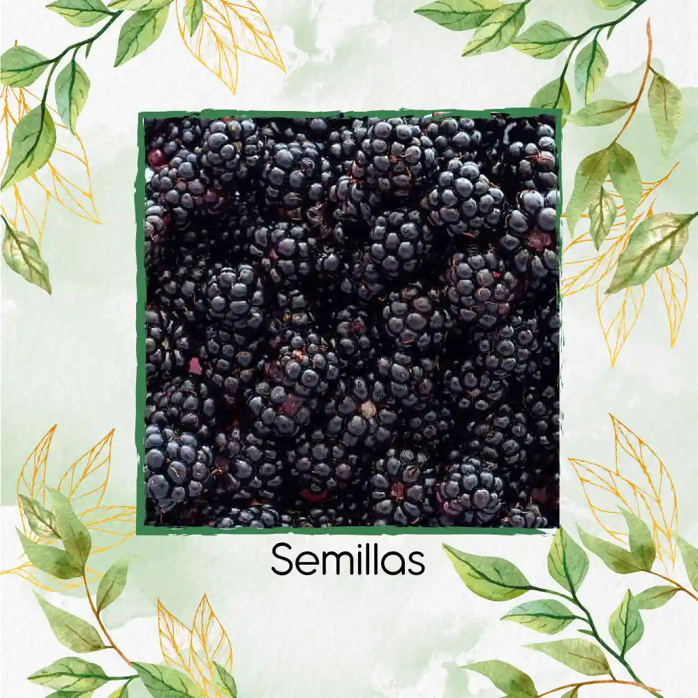 8 Semillas Orgánicas De Zarzamora