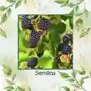 8 Semillas Orgánicas De Zarzamora