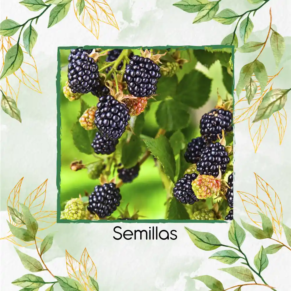 8 Semillas Orgánicas De Zarzamora