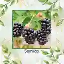 8 Semillas Orgánicas De Zarzamora