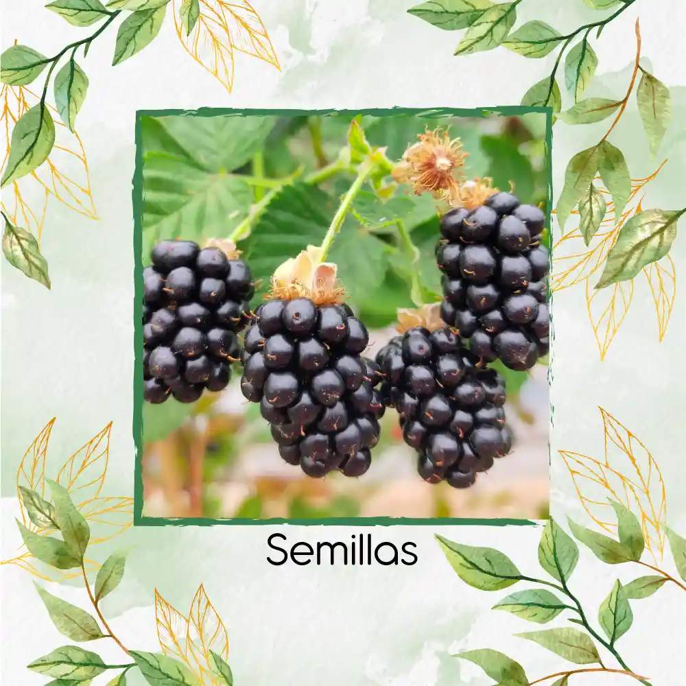 8 Semillas Orgánicas De Zarzamora