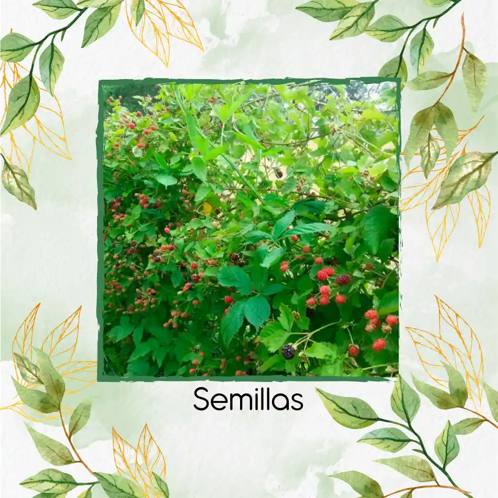 15 Semillas Orgánicas De Zarzamora