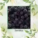 15 Semillas Orgánicas De Zarzamora