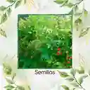 600 Semillas Orgánicas De Zarzamora