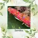 25 Semillas Orgánicas De Maíz De Colores Carousel