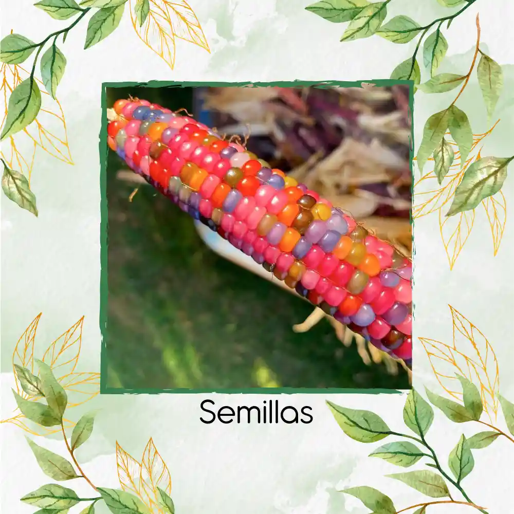 25 Semillas Orgánicas De Maíz De Colores Carousel