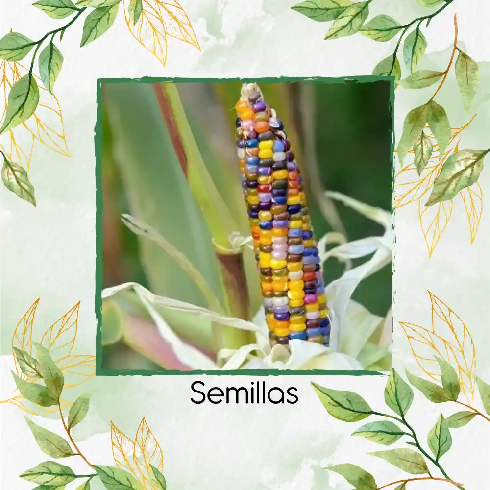 100 Semillas Orgánicas De Maíz De Colores Carousel