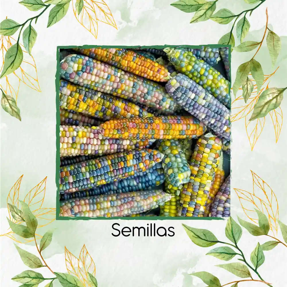 200 Semillas Orgánicas De Maíz De Colores Carousel