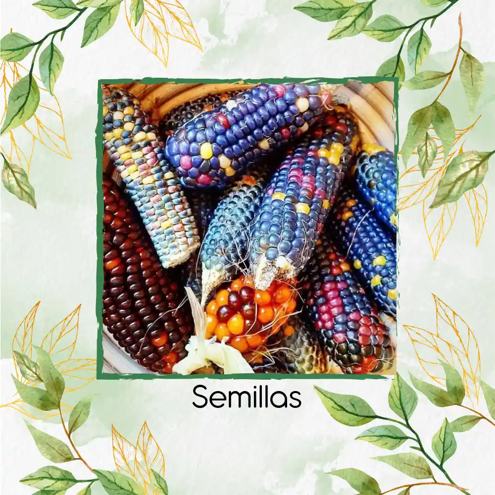 500 Semillas Orgánicas De Maíz De Colores Carousel
