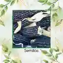 35 Semillas Orgánicas De Maíz Hopi Azul