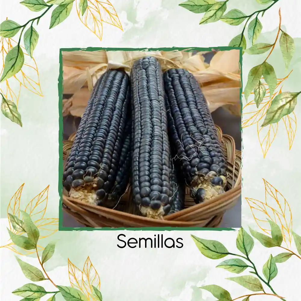 70 Semillas Orgánicas De Maíz Hopi Azul
