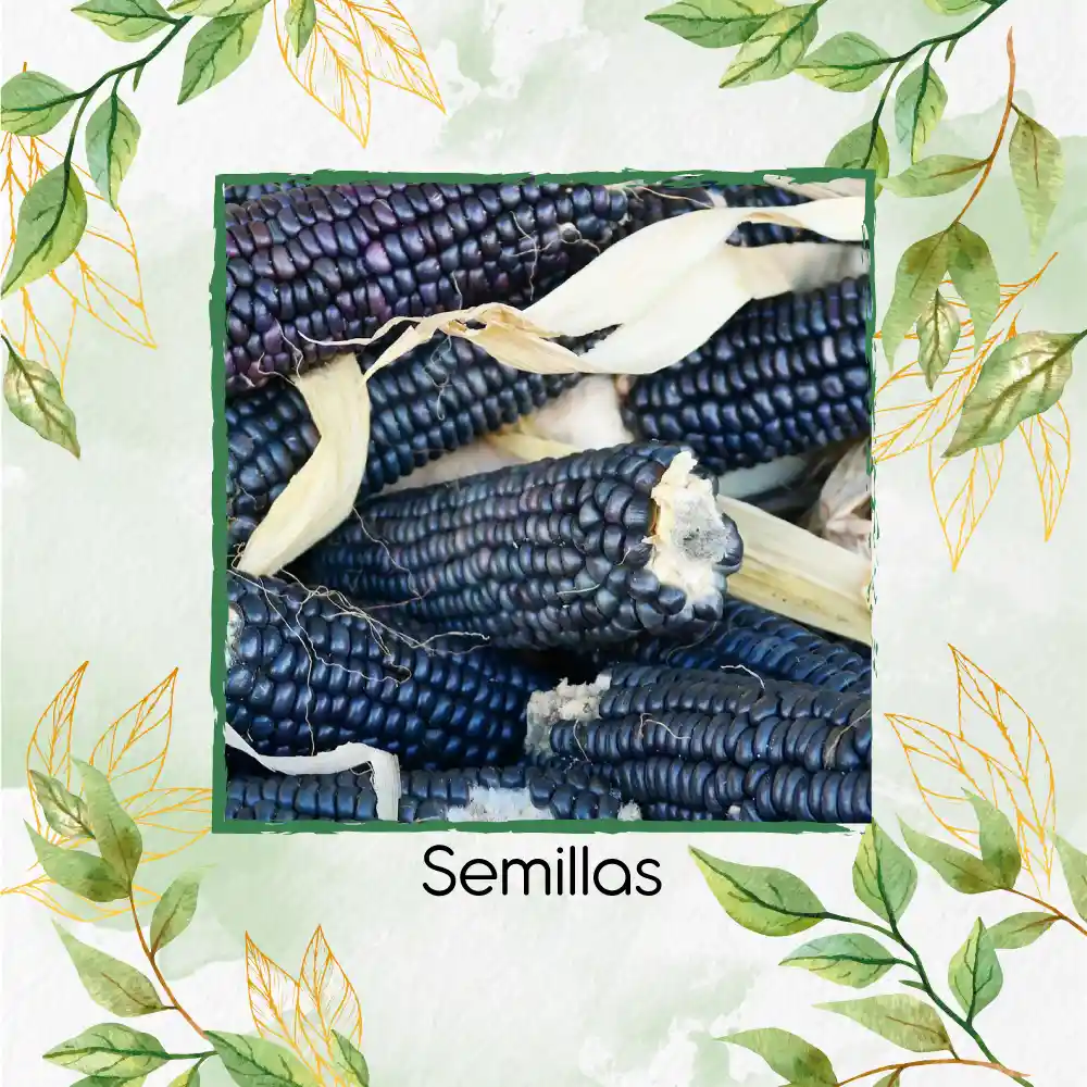 70 Semillas Orgánicas De Maíz Hopi Azul