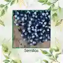 70 Semillas Orgánicas De Maíz Hopi Azul