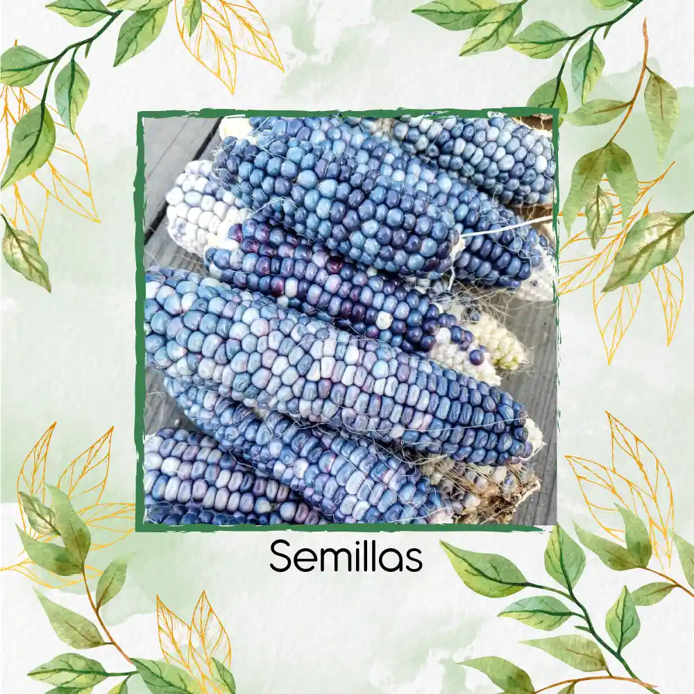 70 Semillas Orgánicas De Maíz Hopi Azul