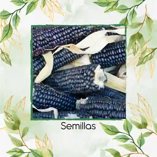 280 Semillas Orgánicas De Maíz Hopi Azul
