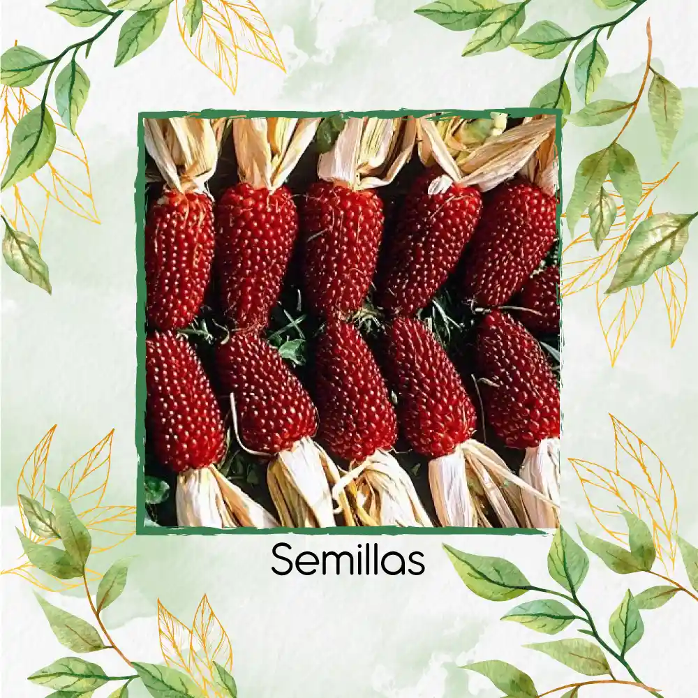 10 Semillas Orgánicas De Maíz Pira Fresa