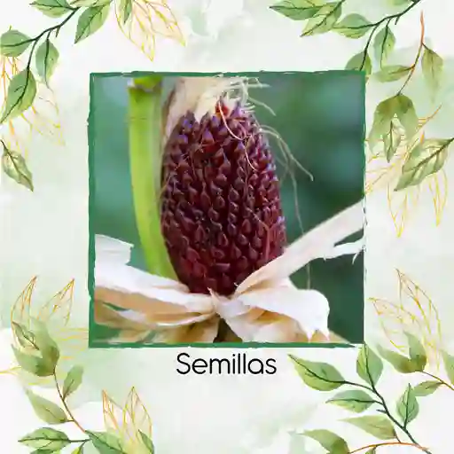 10 Semillas Orgánicas De Maíz Pira Fresa