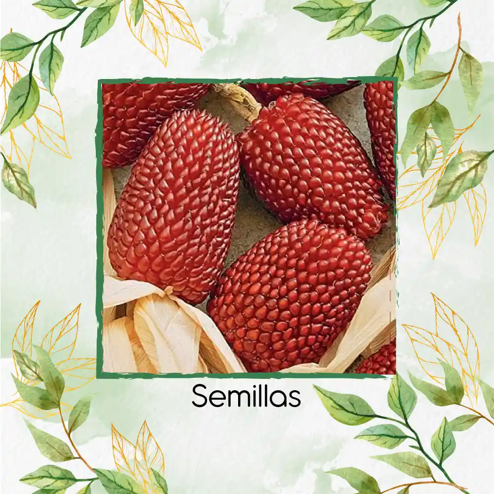 10 Semillas Orgánicas De Maíz Pira Fresa