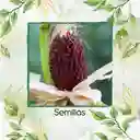 200 Semillas Orgánicas De Maíz Pira Fresa