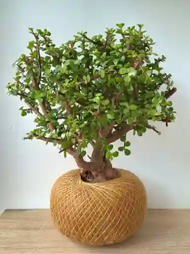 Kokedama Jade Mini