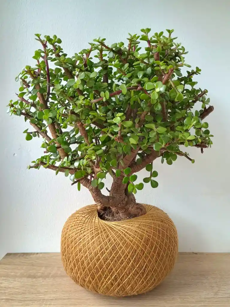 Kokedama Jade Mini