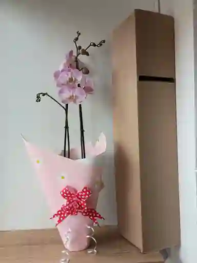 Orquidea Blanca Con Mini Puntos Lilas X2 Tallos