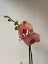 Orquidea Salmon Oscuro X2 Tallos