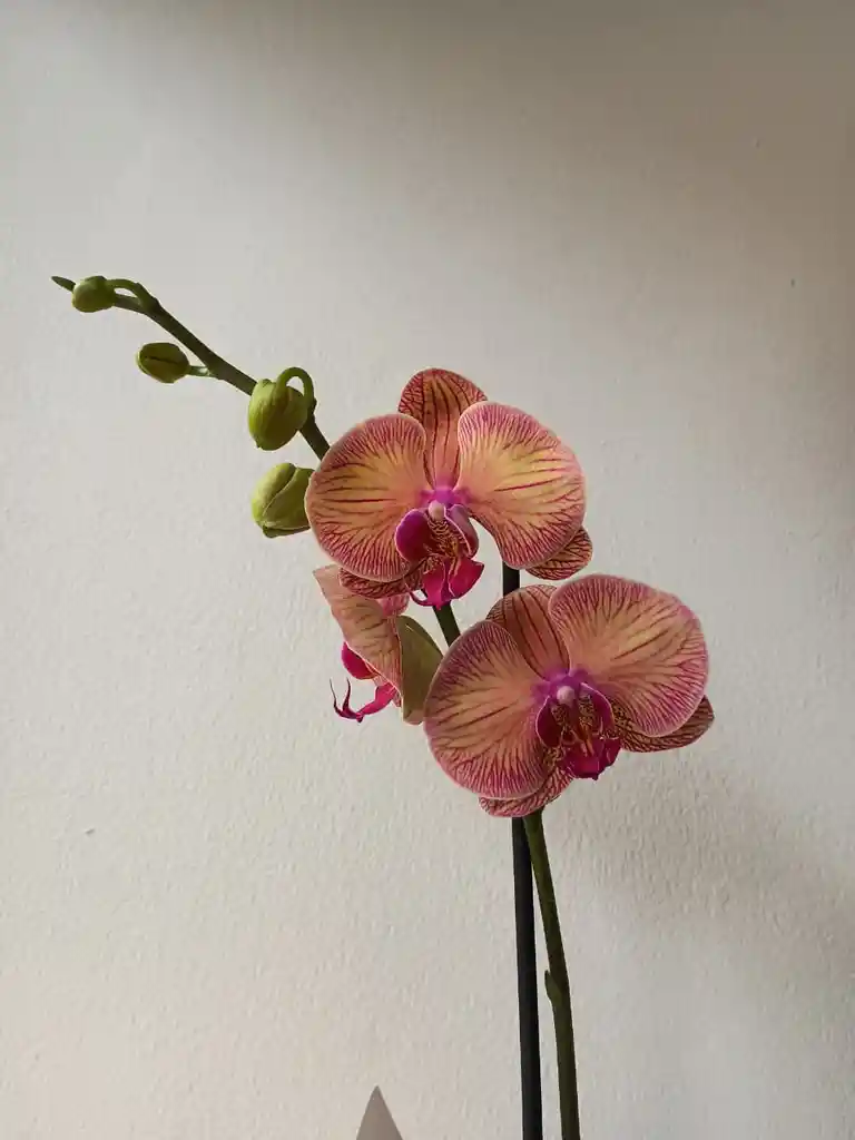 Orquidea Salmon Oscuro X2 Tallos