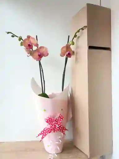 Orquidea Salmon Oscuro X2 Tallos