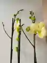 Orquidea Amarilla Limon X3 Tallos