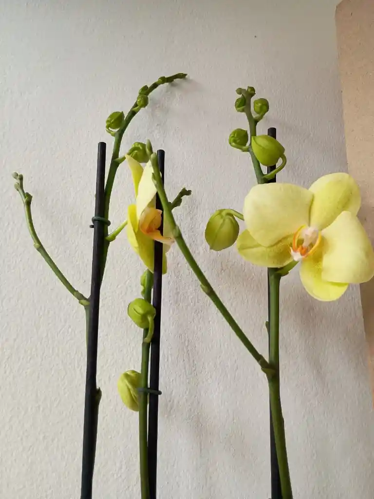 Orquidea Amarilla Limon X3 Tallos