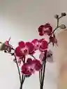 Orquidea Blanca-morada X2 Tallos
