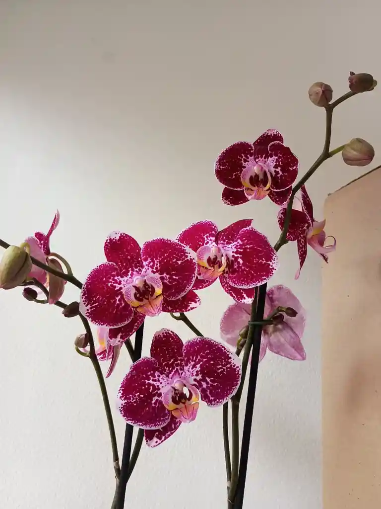 Orquidea Blanca-morada X2 Tallos