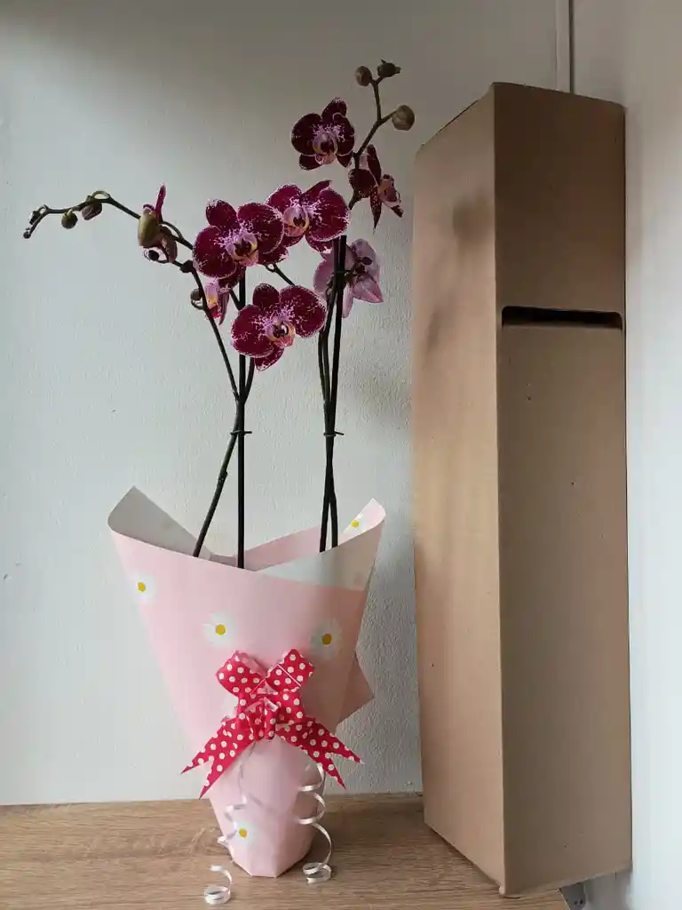 Orquidea Blanca-morada X2 Tallos