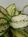 Kokedama Osaka