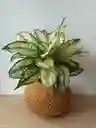 Kokedama Osaka