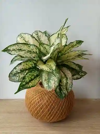 Kokedama Osaka