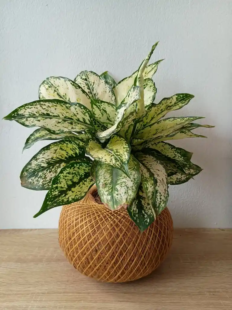 Kokedama Osaka