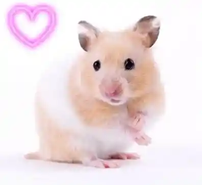 2paq.alimento Hámster/conejillo