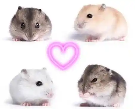 2paq.alimento Hámster/conejillo