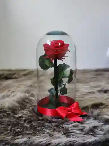 Rosa Preservada
