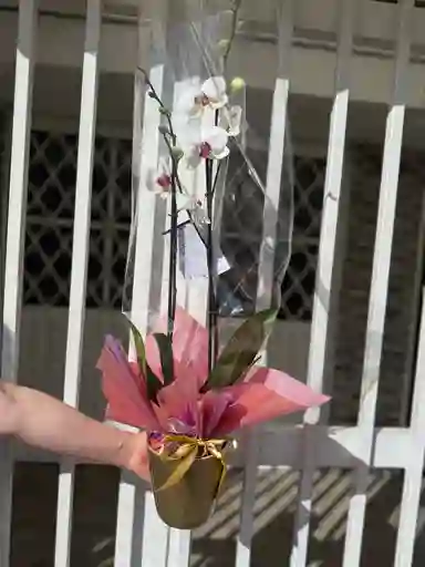 Orquídeas Blanca Centro Rojo