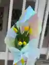 Flores Tulipanes X 5 Und Amarillos